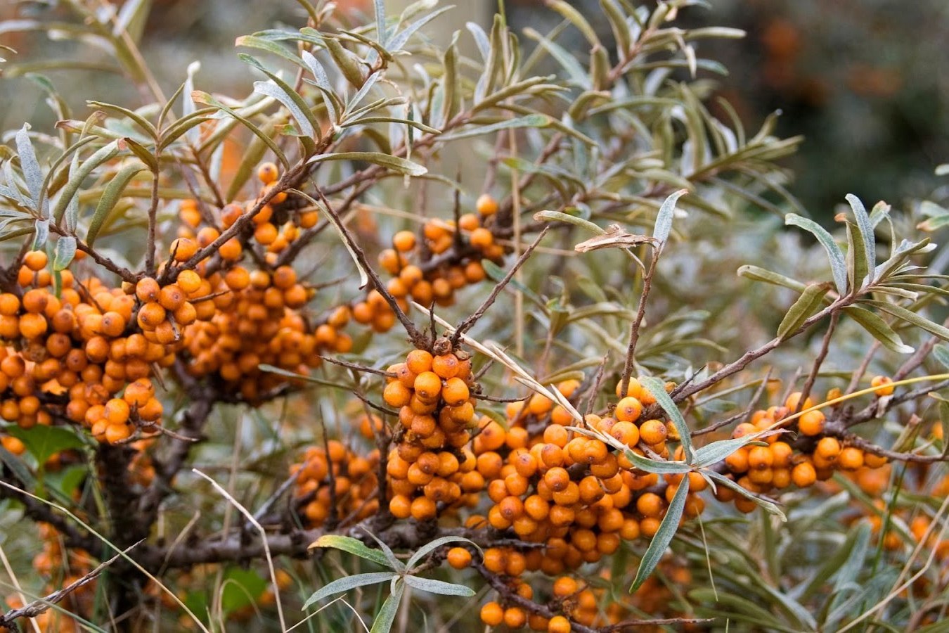 closeup-photo-of-seabuckthorn-bush-with-fruits-loed-brand